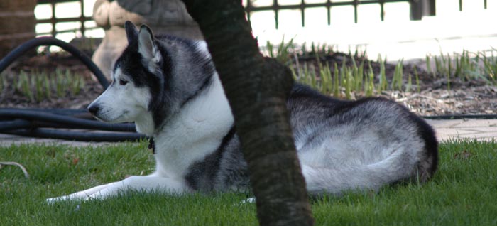 Holly on guard for rampaging squirrels, May 2003